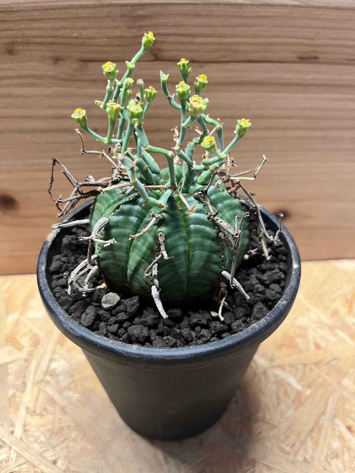 ユーフォルビア スーパーバリダ | GREEN LUCK