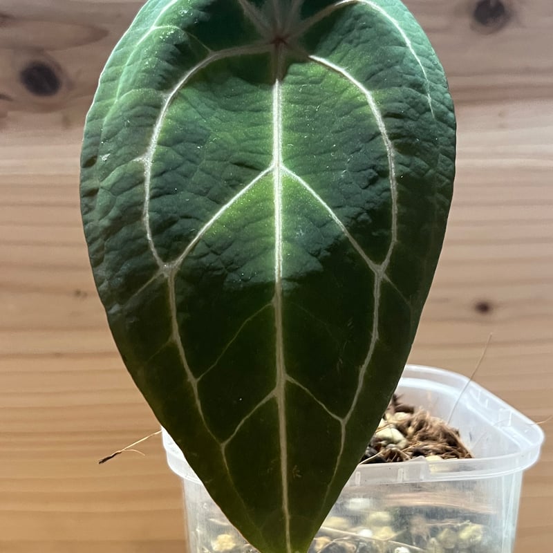 アンスリウム レッドスパイダー | GREEN LUCK