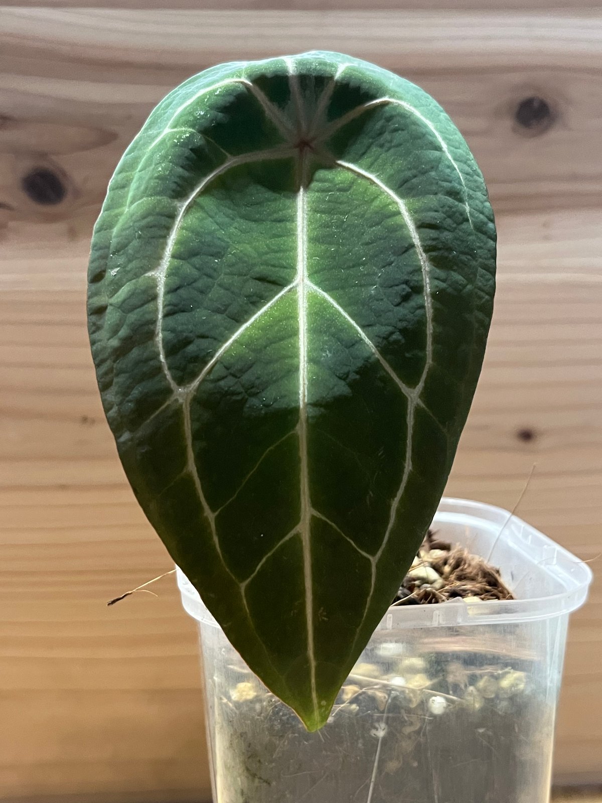 アンスリウム レッドスパイダー | GREEN LUCK