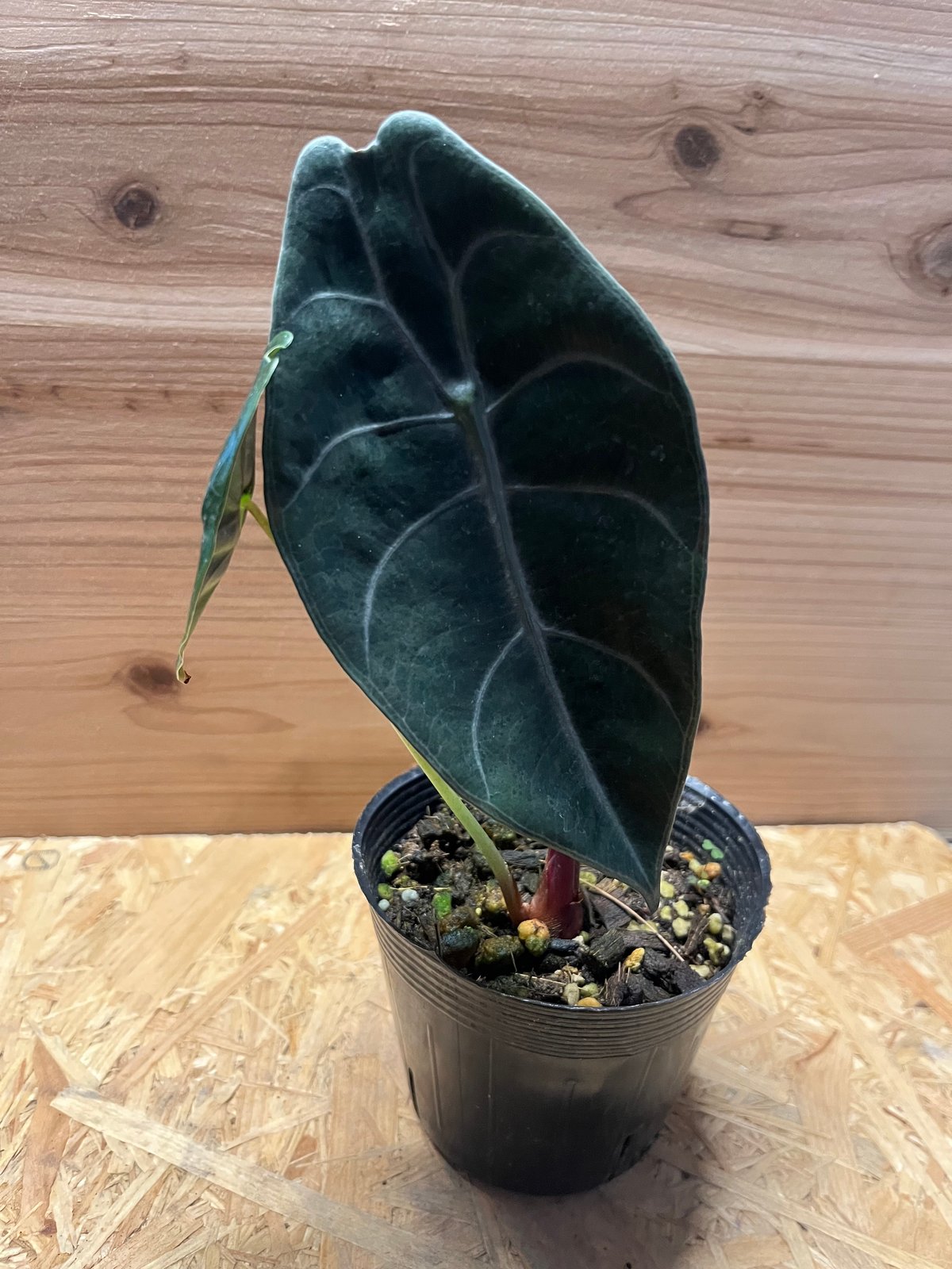 アロカシア スーヒルマニアナ | GREEN LUCK