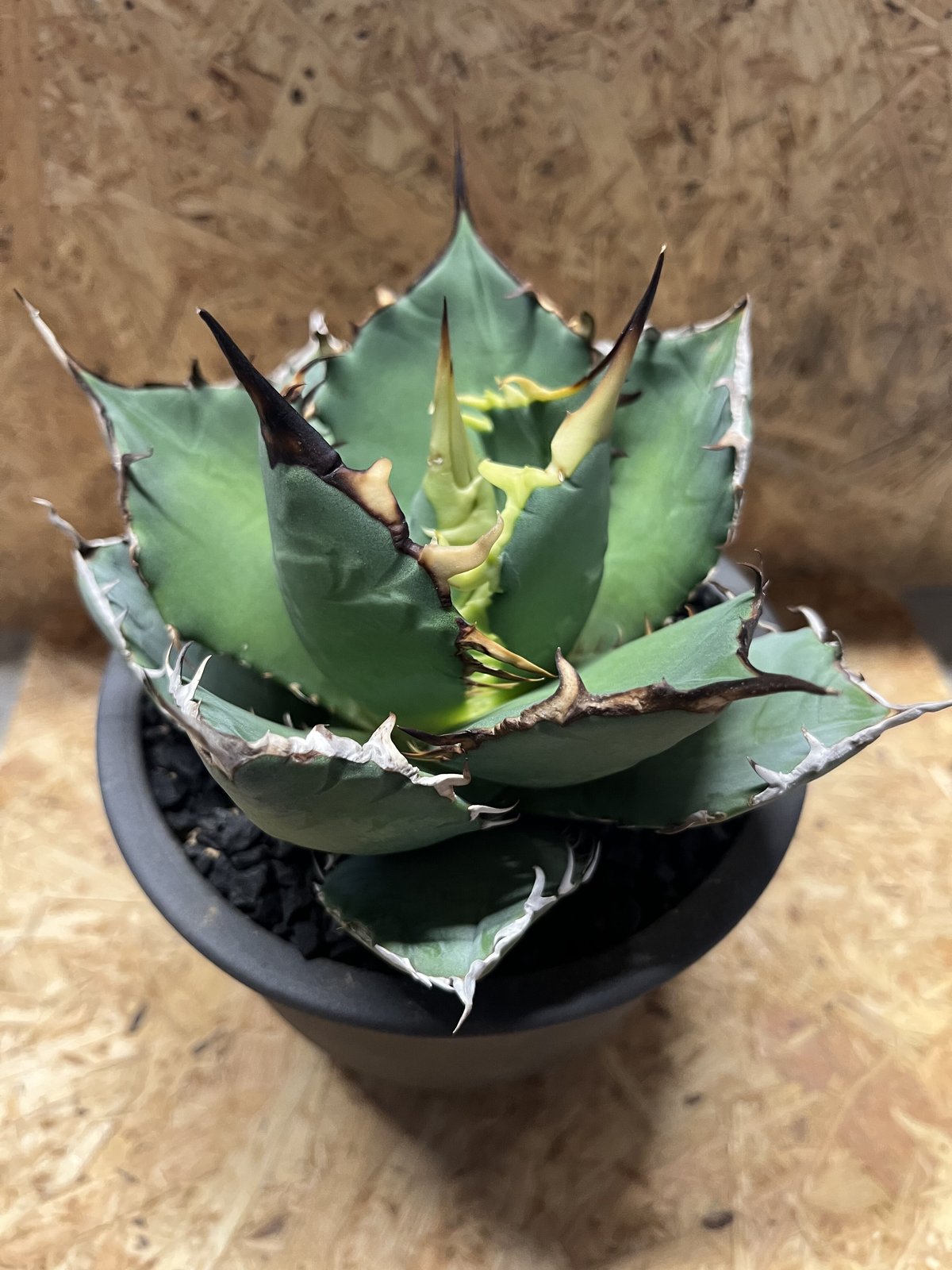 極上親株 アガベ チタノタ fo76 アガベ チタノタ FO-76 | GREEN LUCK