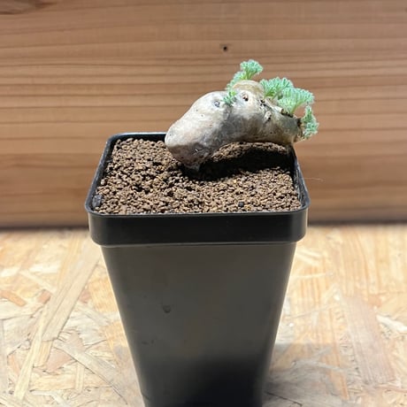 モンソニアムルチフィダ | STORES