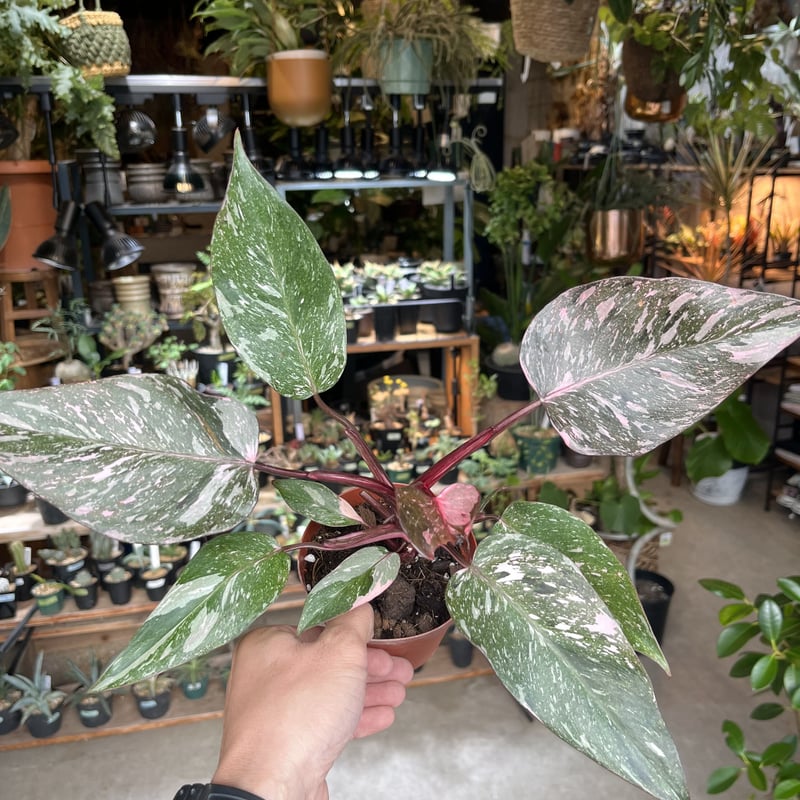 フィロデンドロン ピンクプリンセス ギャラクシー | GREEN LUCK