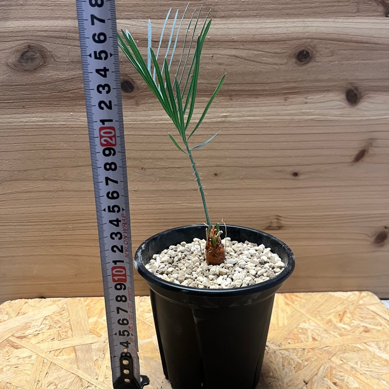 サイカス カイルンシアナ | GREEN LUCK