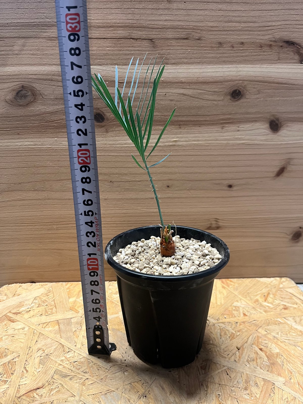 サイカス カイルンシアナ | GREEN LUCK