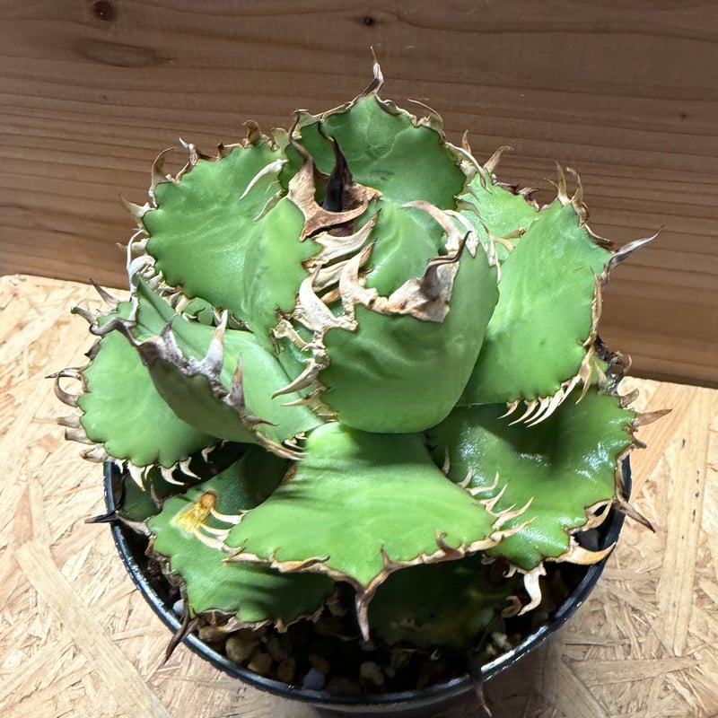 アガベ チタノタ 'フィリグリー' | GREEN LUCK