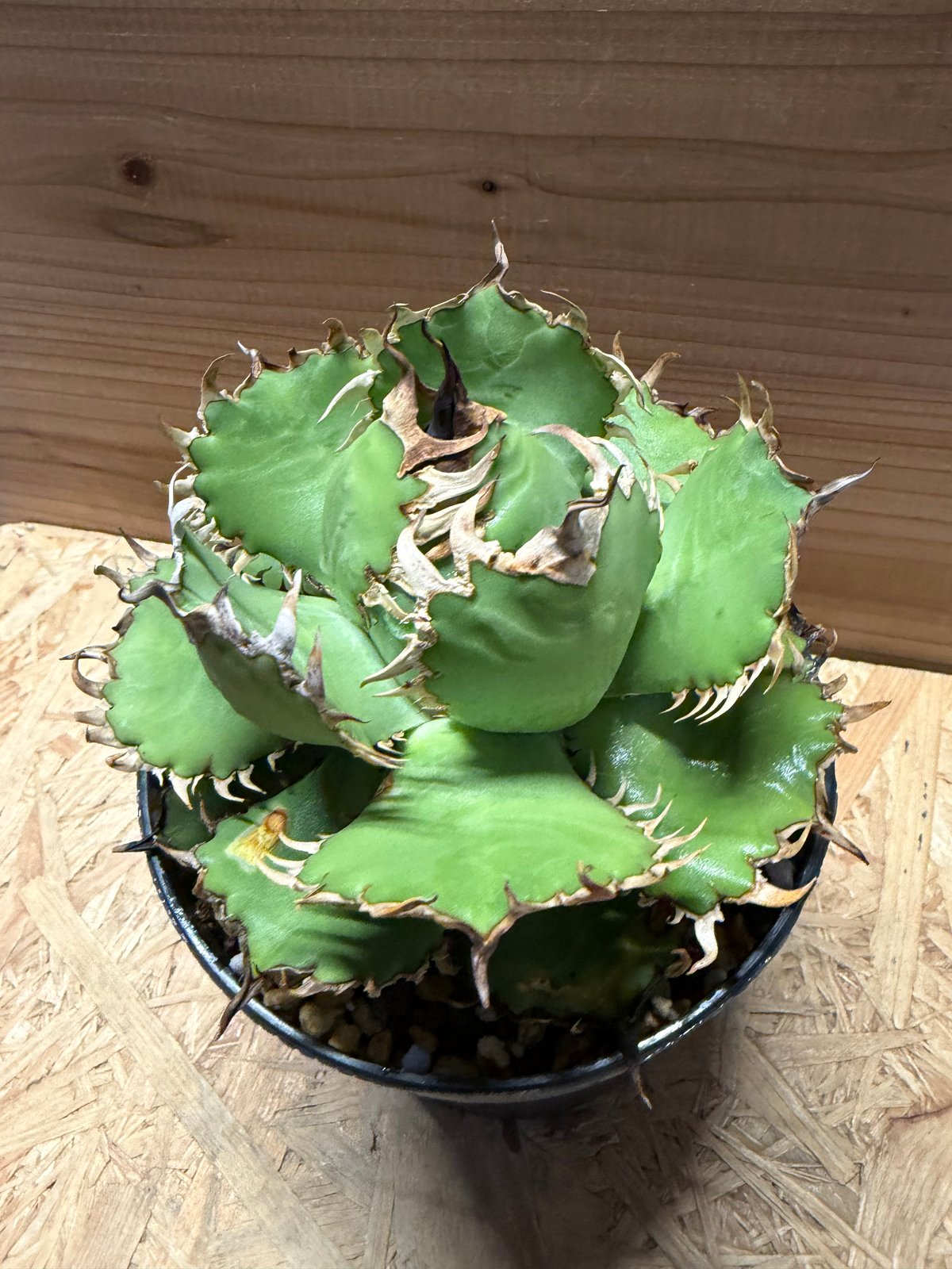 アガベ チタノタ 'フィリグリー' | GREEN LUCK