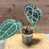 エピプレナム ピナツム マーブル | GREEN LUCK