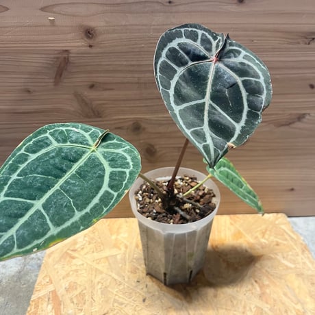 アンスリウム　3点セット 観葉植物 アンスリウム 3号 レッド Color Crack(カラークラック) 付き