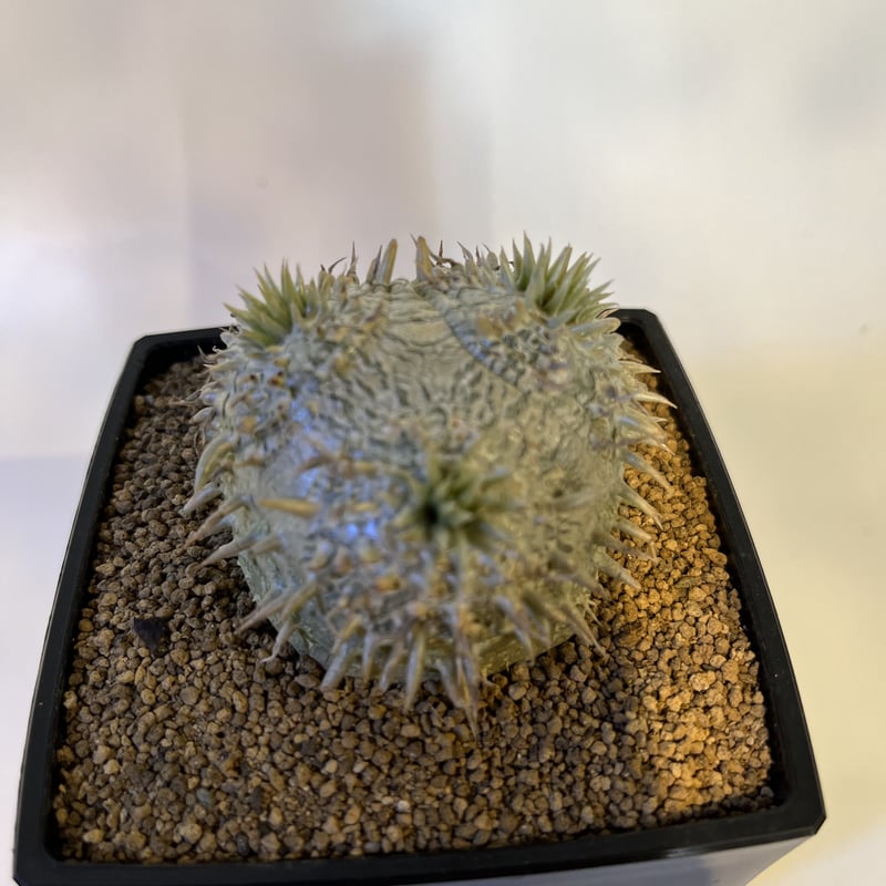 パキポディウム 恵比寿大黒 | GREEN LUCK