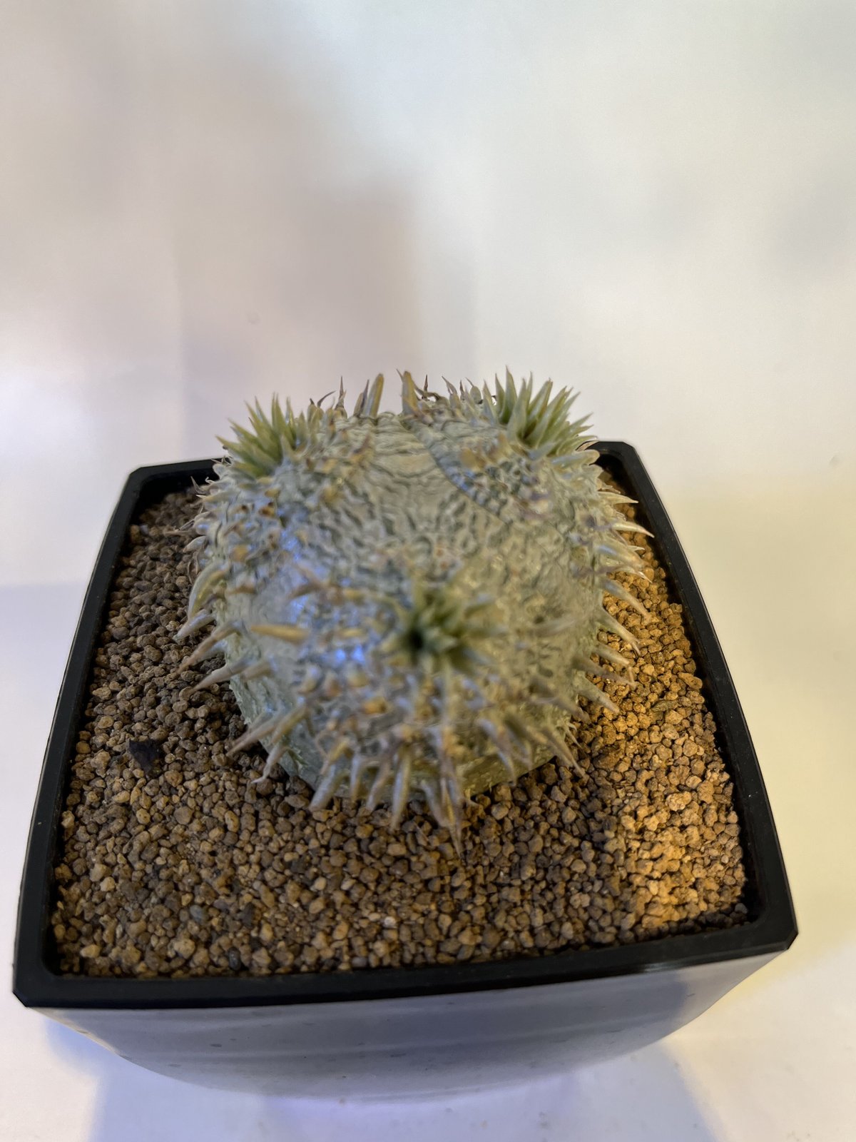 パキポディウム 恵比寿大黒 | GREEN LUCK