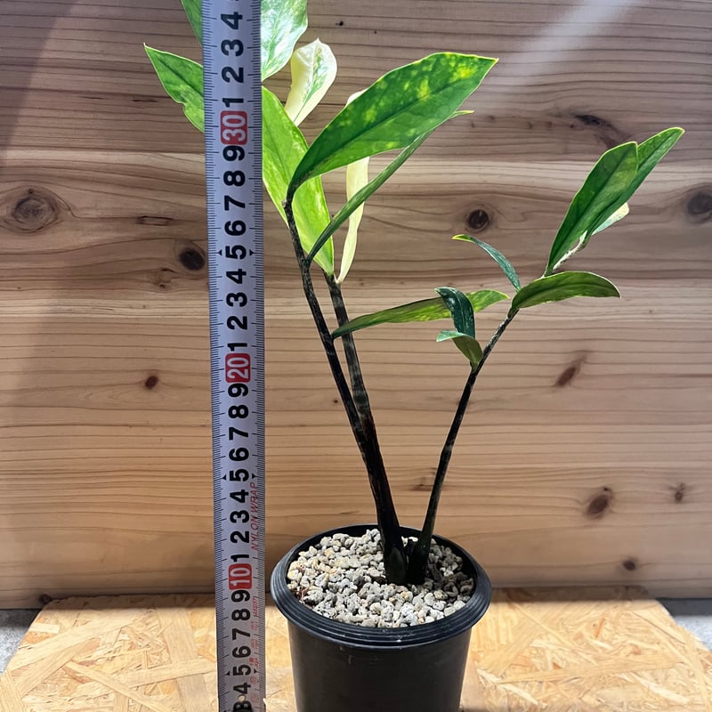 ザミオクルカス ザミフォーリア バリエガータ | GREEN LUCK