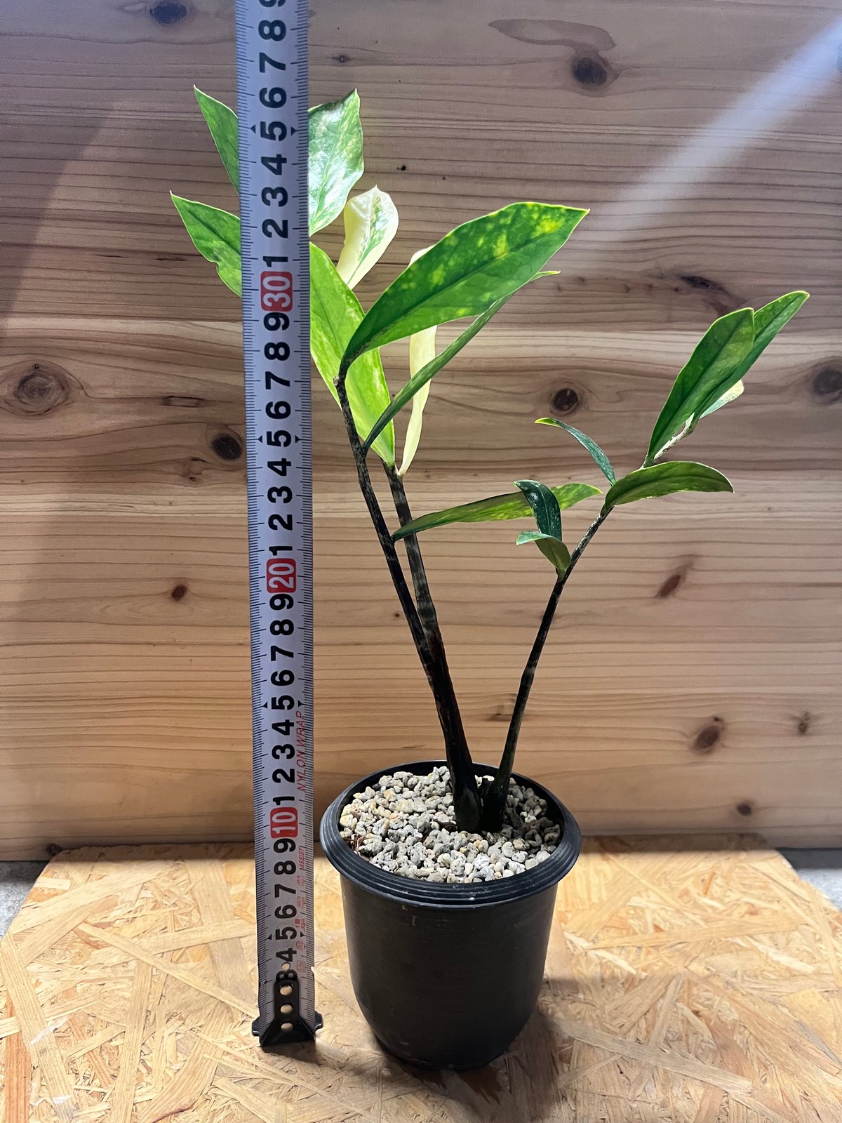 ザミオクルカス ザミフォーリア バリエガータ | GREEN LUCK