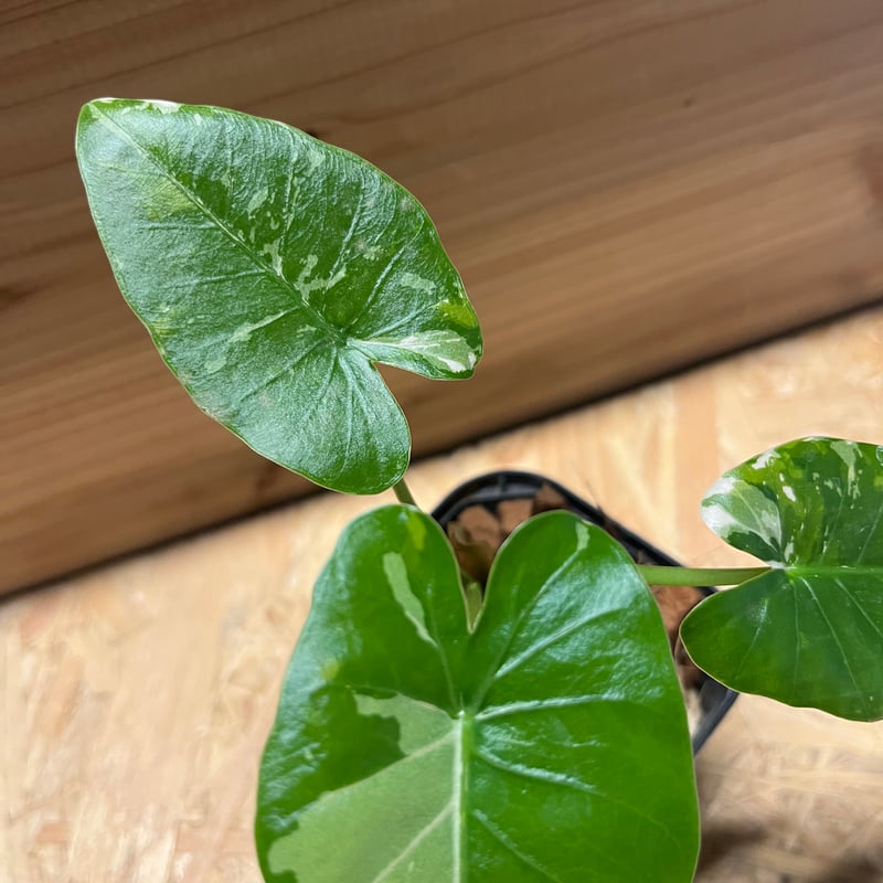 斑入りクワズイモ オキナワシルバー | GREEN LUCK