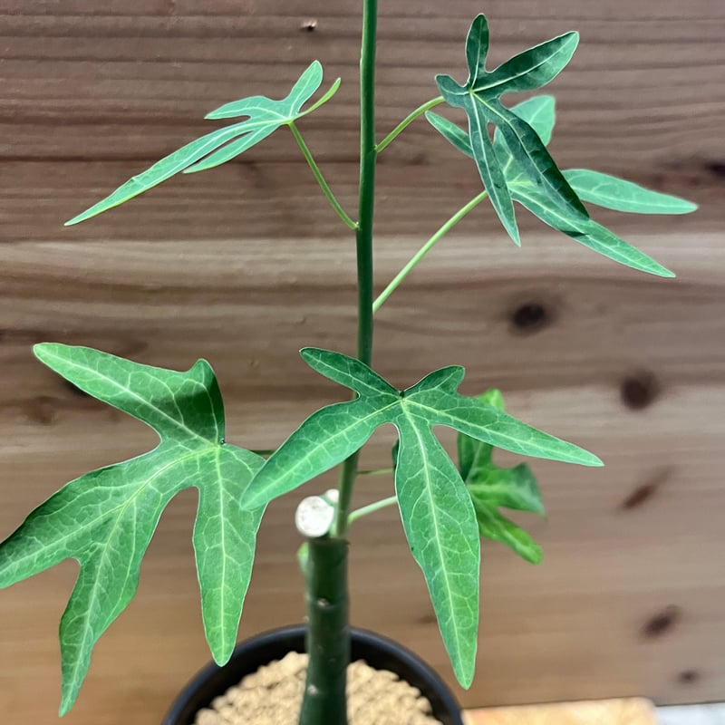 アデニア ベネナータ | GREEN LUCK