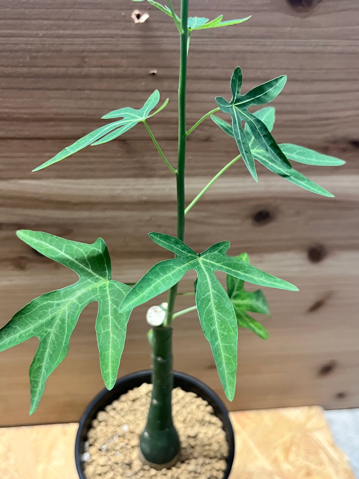 アデニア ベネナータ | GREEN LUCK