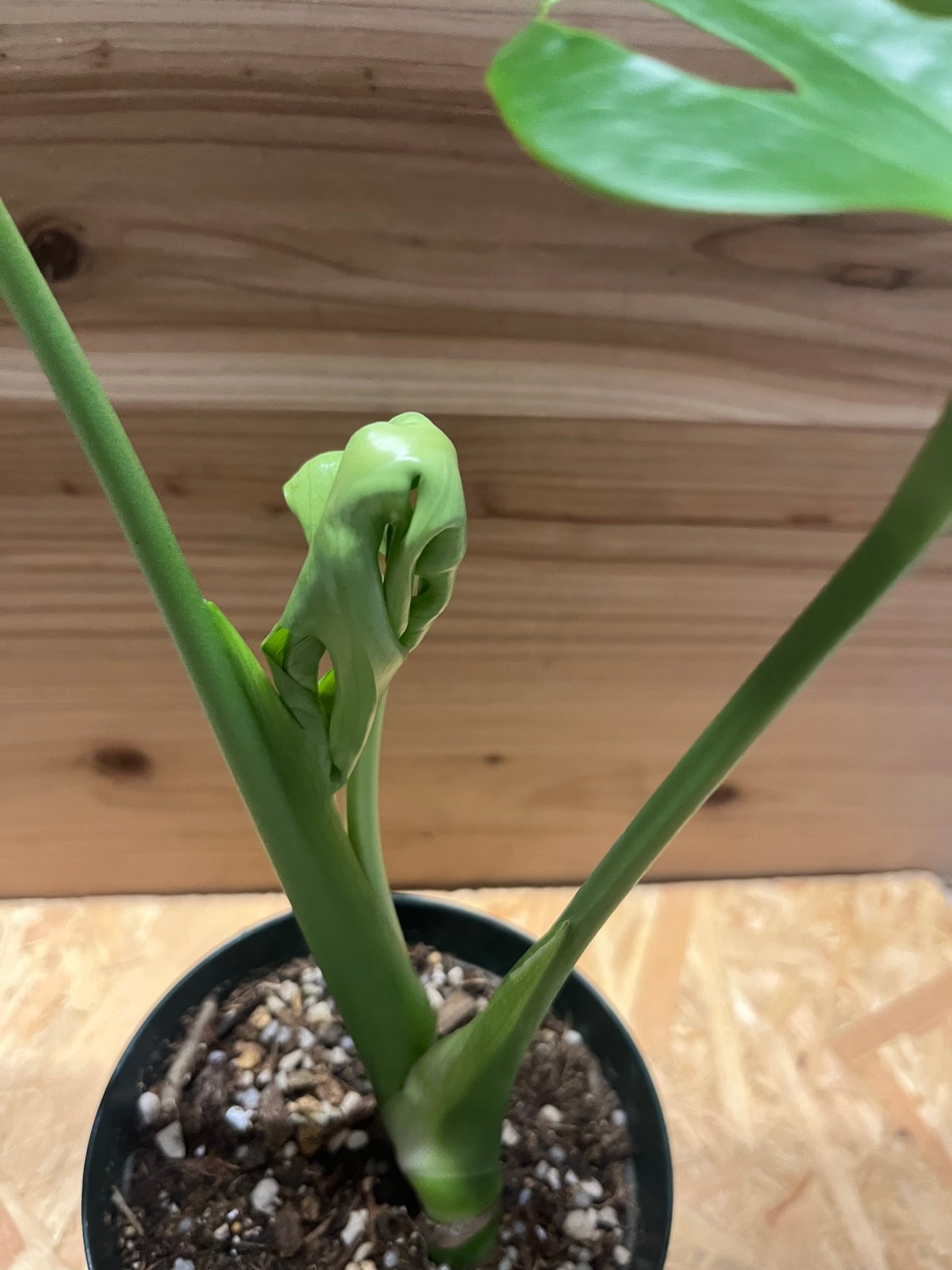 最低価格の 実生苗!モンステラ・デリシオーサ③ 観葉植物 最低価格の 実生苗!モンステラ・デリシオーサ③ 観葉植物
