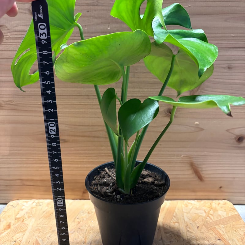 モンステラ デリシオーサ 実生変異 | GREEN LUCK