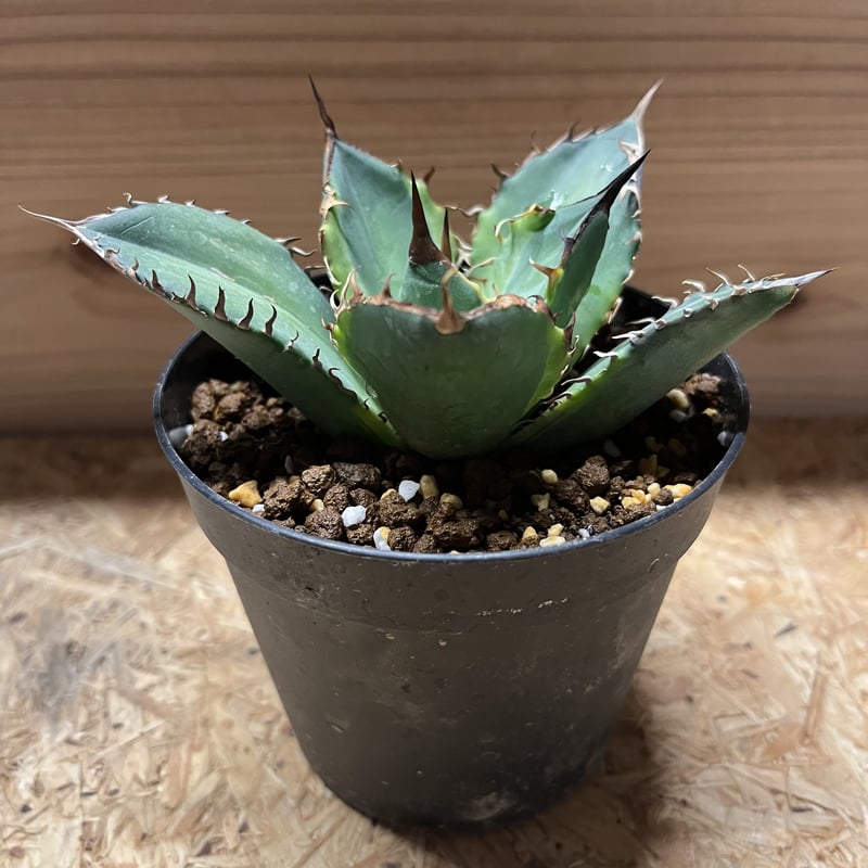 アガベ チタノタ バナナピール | GREEN LUCK