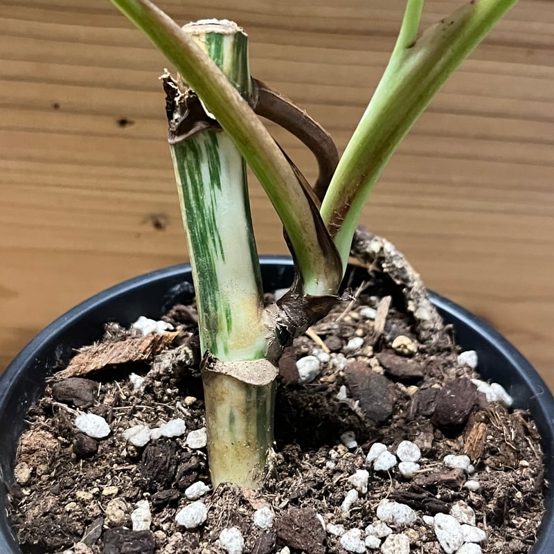 【土曜　日曜発送】モンステラ ボルシギアナ ホワイトタイガー　斑入 10茎入 O-26【超最高級】ホワイトタイガ斑入りモンステラボルシギアナ