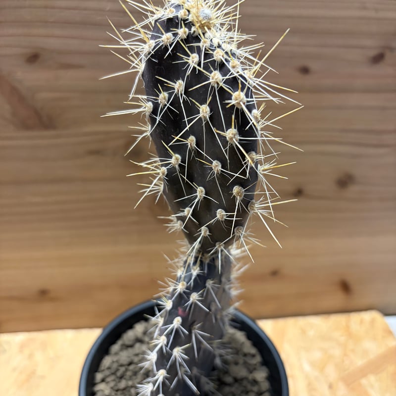 オプンチア ガラパゲイア | GREEN LUCK