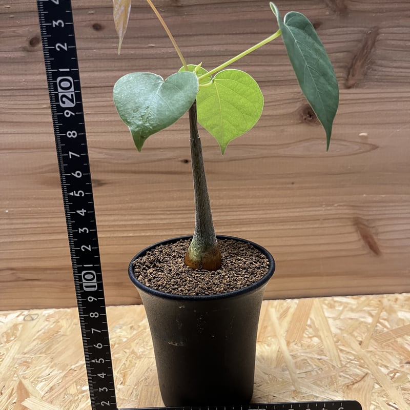 プセウドボンバックス エリプティクム | GREEN LUCK