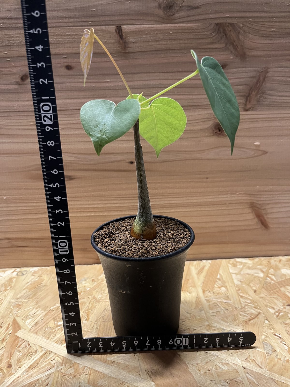 fit=scale-down,w=1200