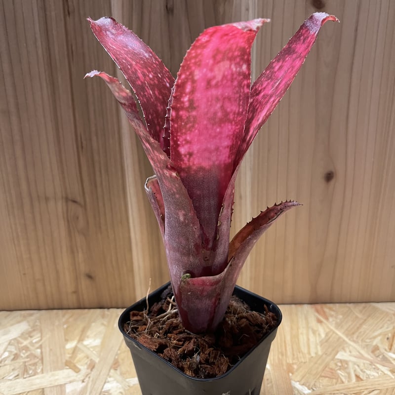 ビルベルギア ニューイヤーズ・イブ | GREEN LUCK