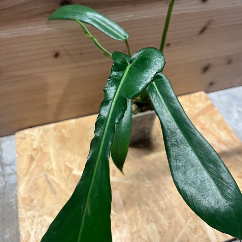 フィロデンドロン ジョーピー | GREEN LUCK
