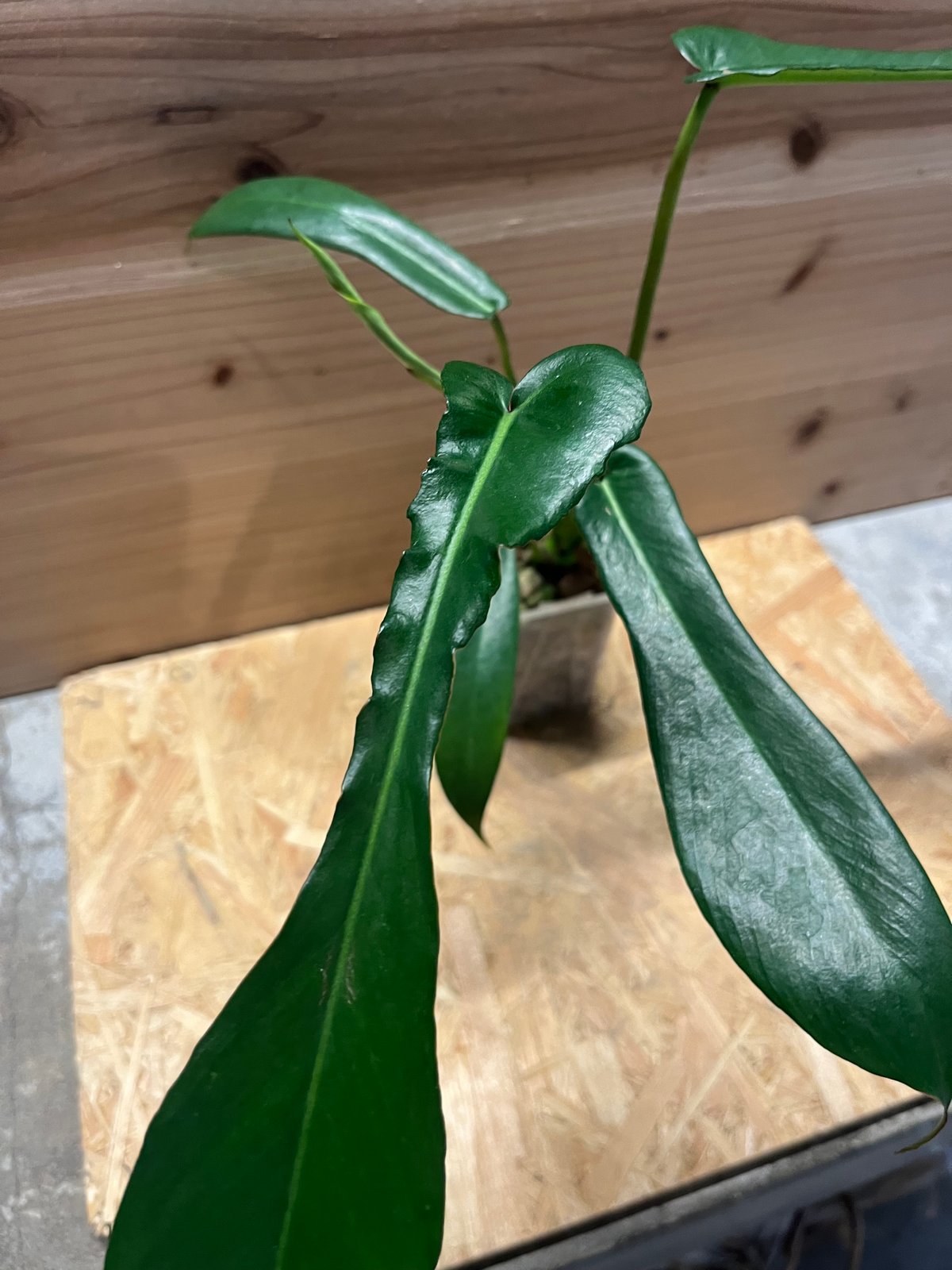 フィロデンドロン ジョーピー | GREEN LUCK