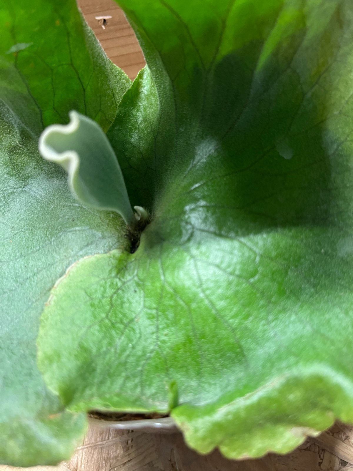 P. quadridichotomum ビカクシダ クアドリディコトマム　株分け 現品) ビカクシダ 交配種 (クアドリディコトマム × マダガスカリエンセ