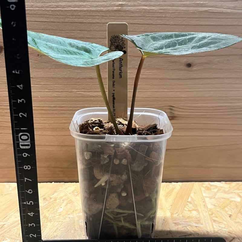 アンスリウム ダーケストパナマ×ソウルリーパー | GREEN LUCK