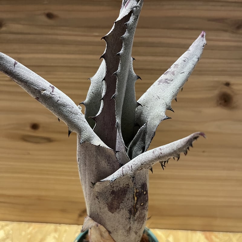 ホヘンベルギア sp.Leme #2203 | GREEN LUCK