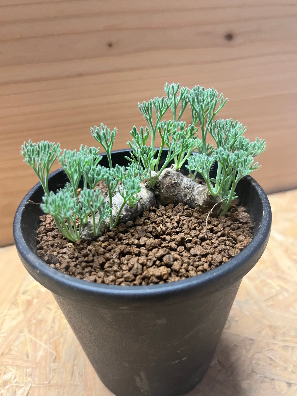 モンソニア ムルチフィダ | GREEN LUCK