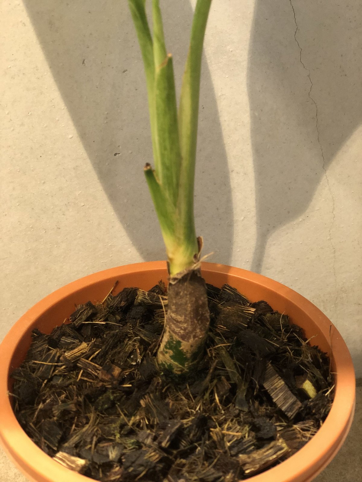 アグラオネマ カーティシー 山採りワイルド株 | GREEN LUCK