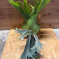 ビカクシダ セルソタツタ | GREEN LUCK