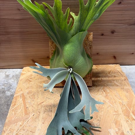 ビカクシダ | STORES