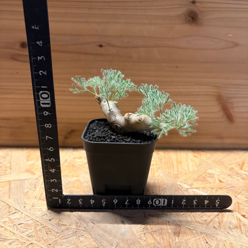 モンソニア ムルチフィダ | GREEN LUCK