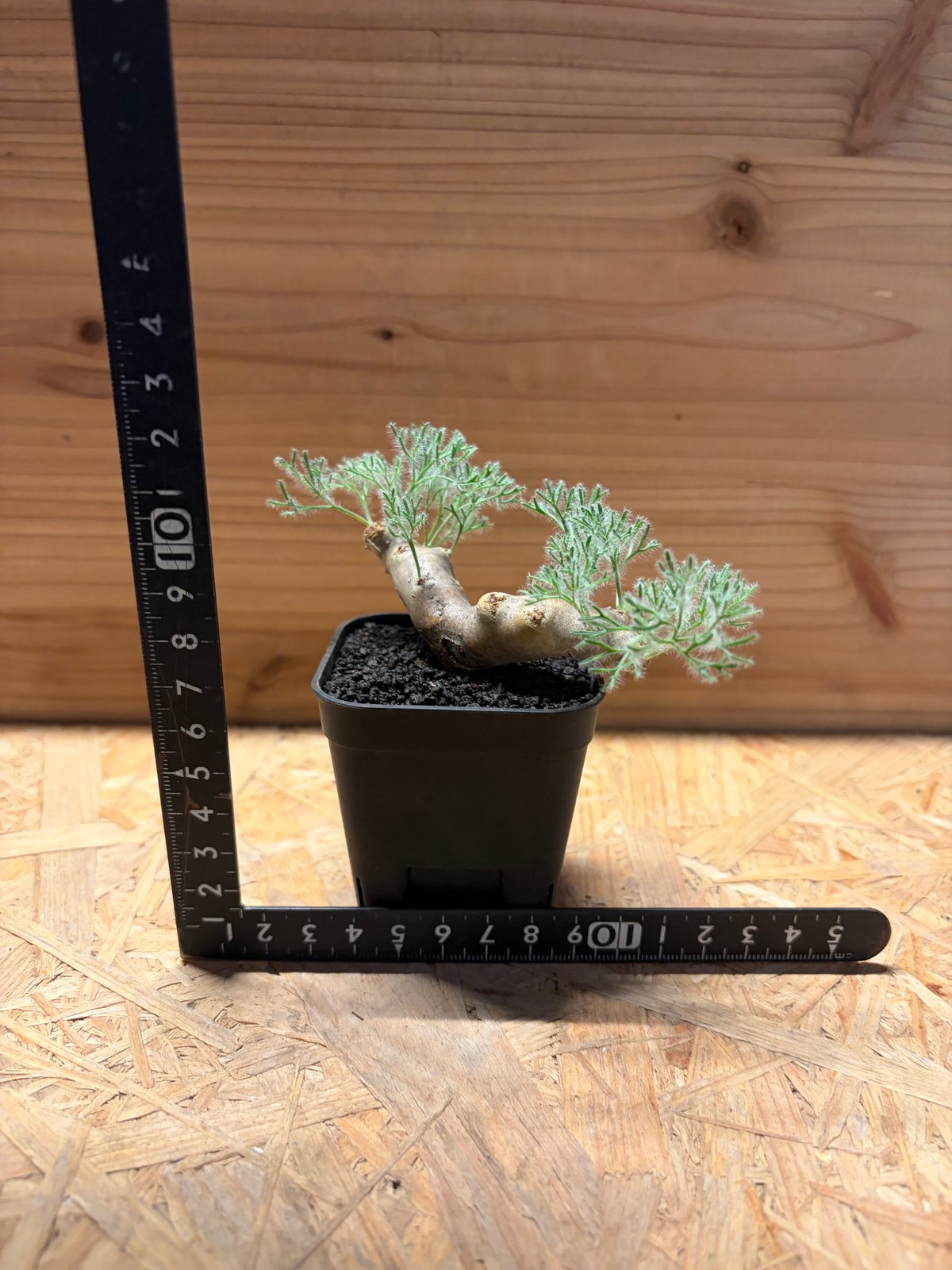 モンソニア ムルチフィダ | GREEN LUCK