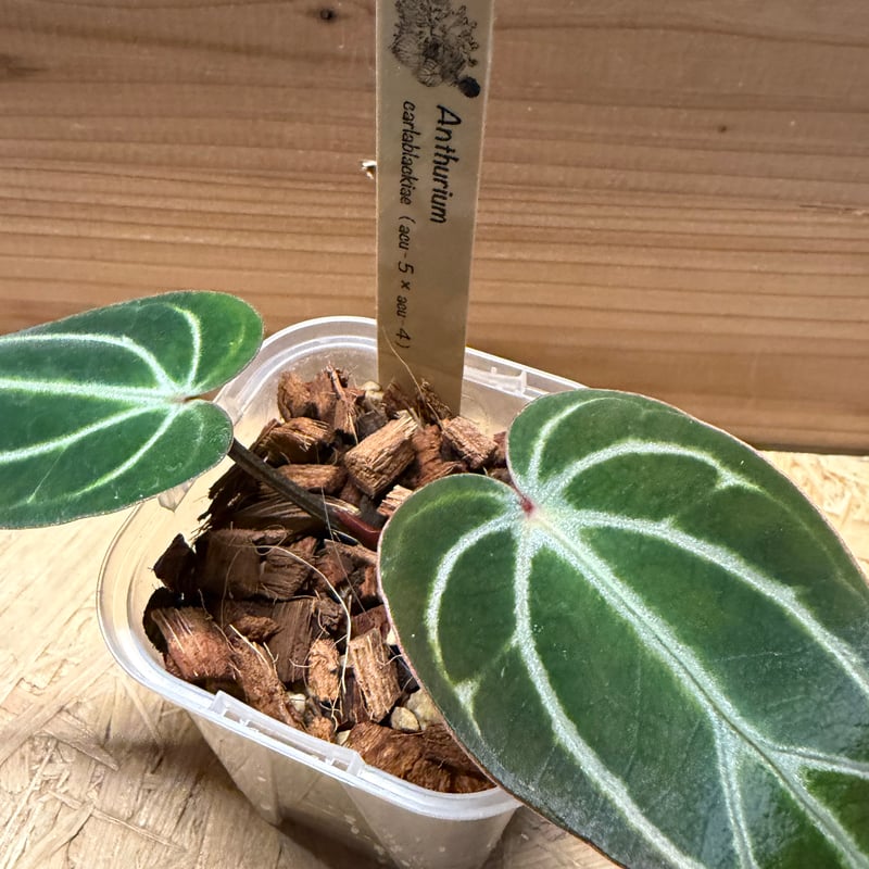 アンスリウム カーラブラッキー ナロー | GREEN LUCK