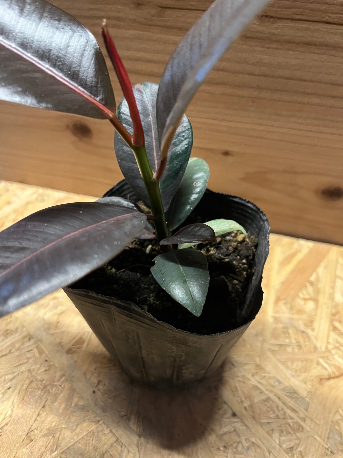 フィカス ブルールビー | GREEN LUCK