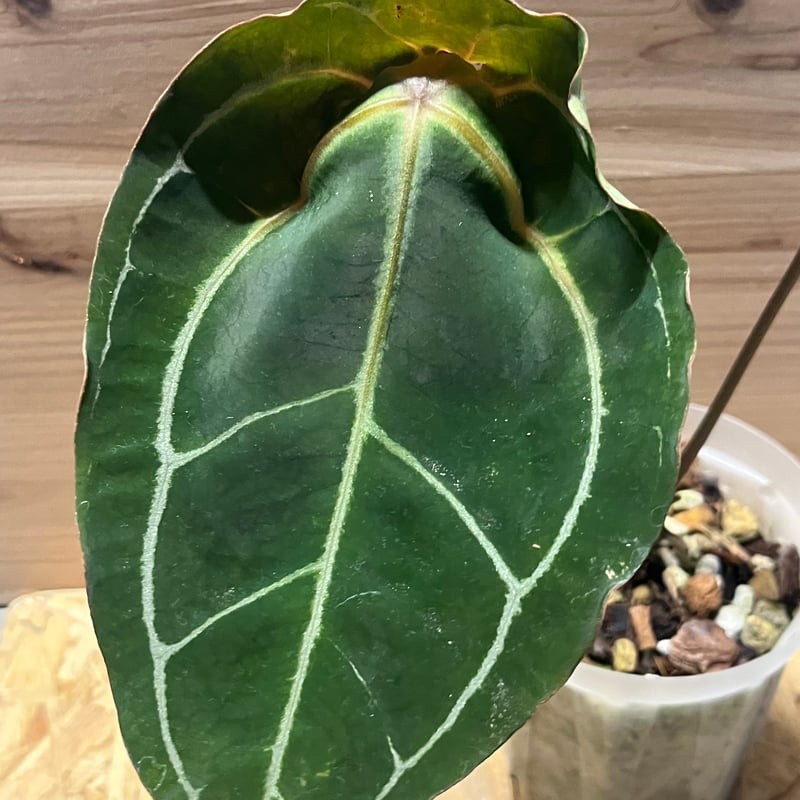 アンスリウム レッドスパイダー | GREEN LUCK