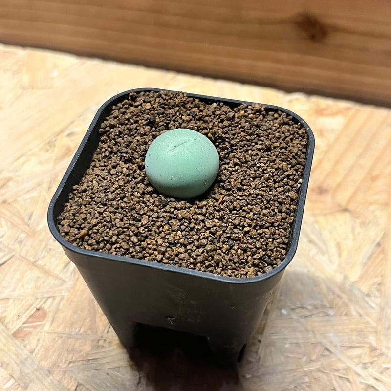 コノフィツム カルキュルス | GREEN LUCK