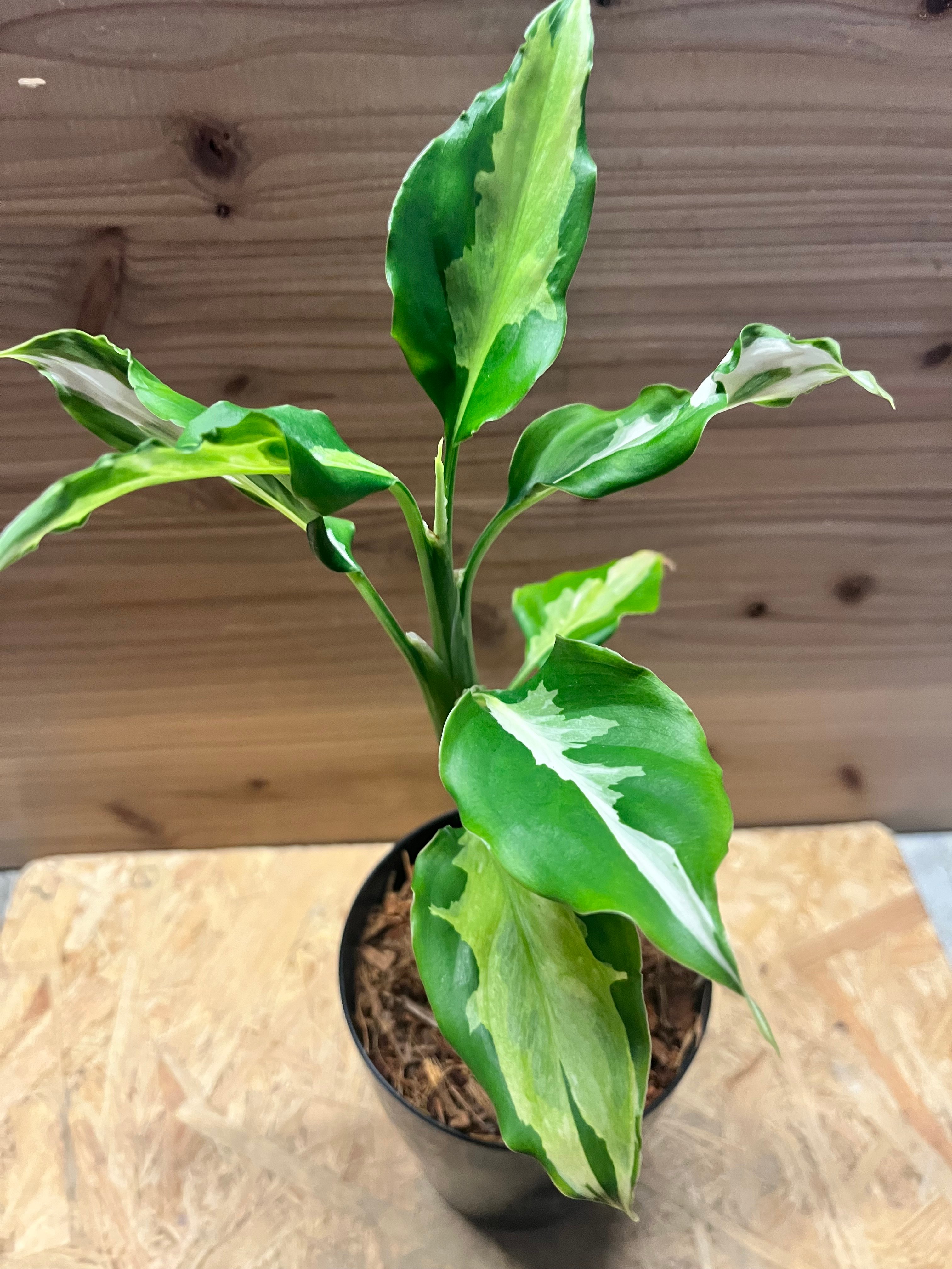 モンステラ Noid 微斑入り アグラオネマ本舗産 モンステラ Noid 微斑入り アグラオネマ本舗産 モンス］Monstera mint