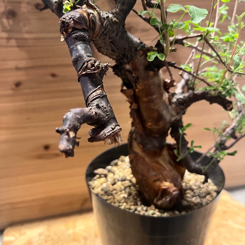 コミフォラ ボラネンシス | GREEN LUCK