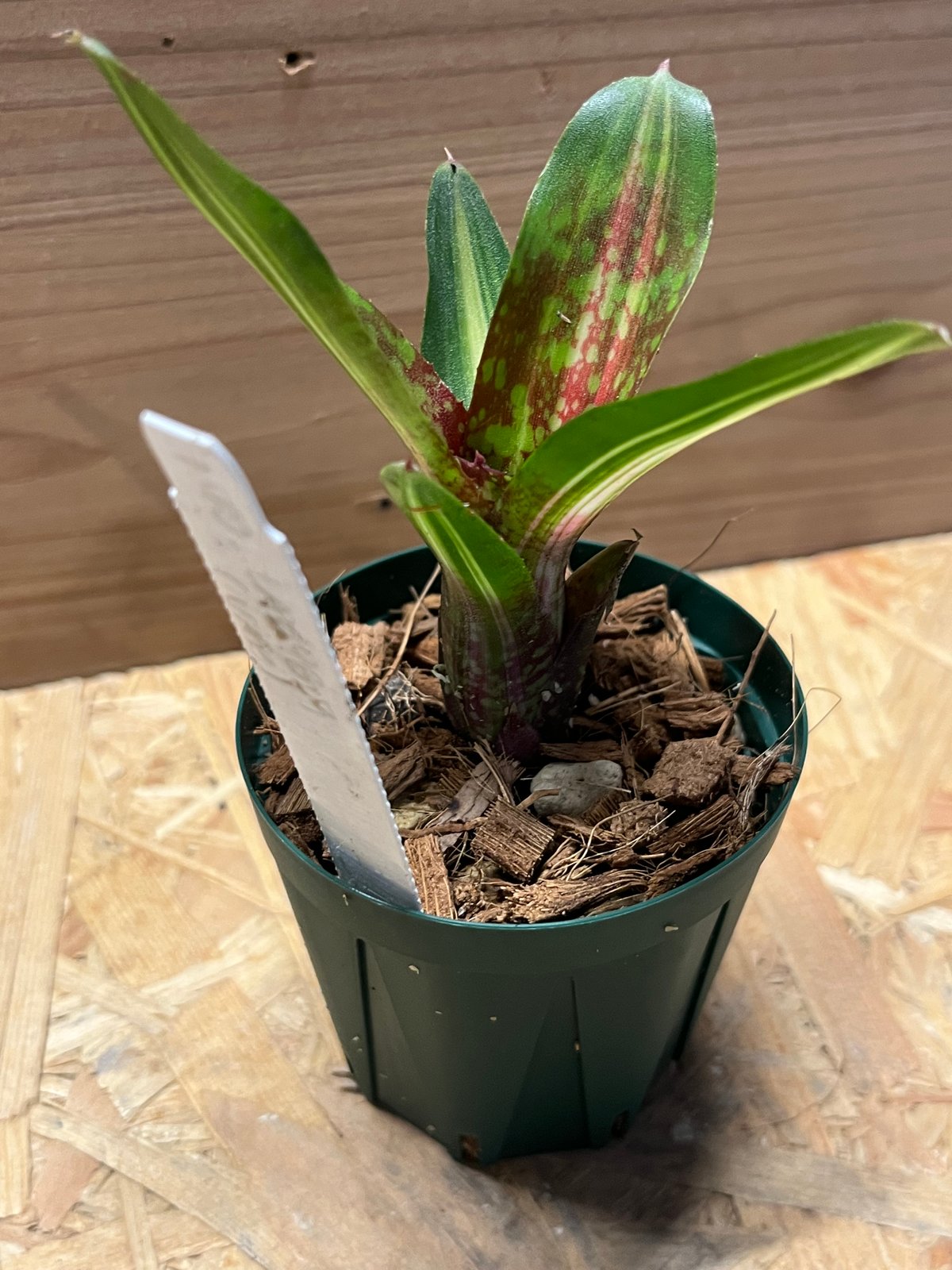 ネオレゲリア レディバグ | GREEN LUCK