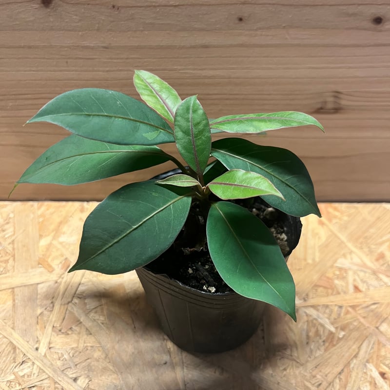 ニーア ビレンス 'ブルーエクアドル' | GREEN LUCK