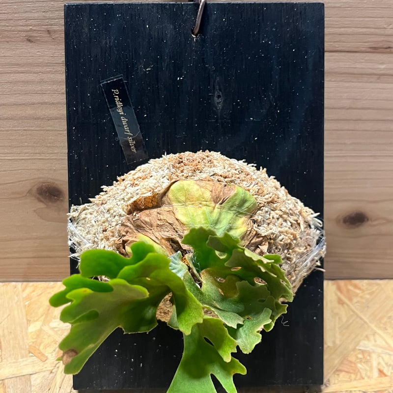 ビカクシダ リドレイ ドワーフ シルベリー | GREEN LUCK