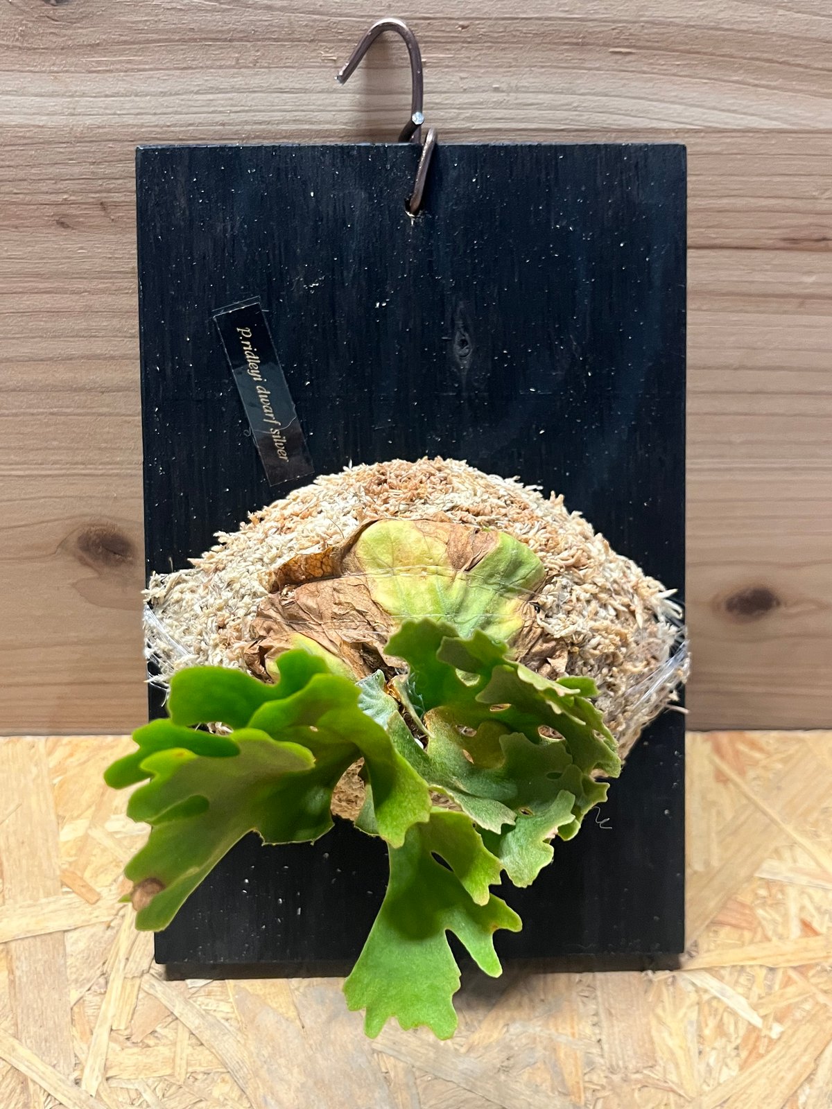 ビカクシダ リドレイドワーフ　シルベリー ビカクシダ リドレイ ドワーフ シルベリー | GREEN LUCK