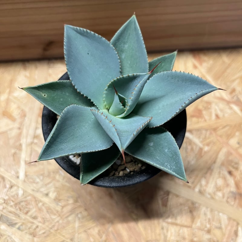 アガベ ピグマエア ドラゴントゥース | GREEN LUCK